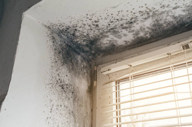 Trusted Commercial Mold Remediation service in Franklin, GA - Cheap Mold Removal